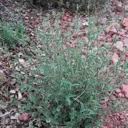 Image result for Tragia shirensis