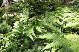 Image result for Arachniodes webbiana