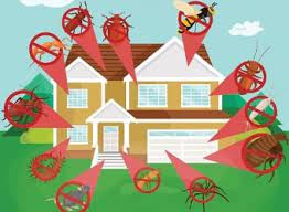 Pest control responsibilities for landlords in nyc. End Of Lease Pest Control Melbourne Bendigo Vic