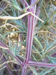 Image result for Trianthema salsoloides