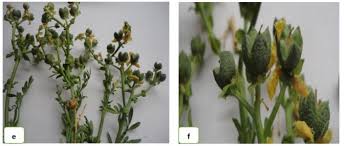 Image result for Zygophyllum leucocladum