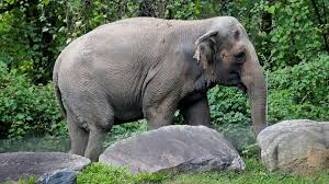We did not find results for: Should Animals Have Legal Personality Financial Times