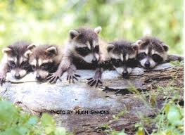Google Image Result For Http Www Tswildlife Com Hughs 20coons Jpg Baby Raccoon Cute Raccoon Animals Wild