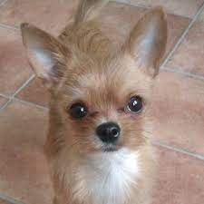 How Can You Resist Those Pretty Eyes Chorkie Dog Pet Dog Pet Beds Cute Dogs Chihuahua Puppies