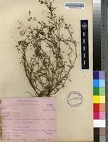 Image result for Oldenlandia lancifolia