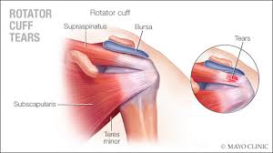 The humerus fits into the rounded socket of the scapula on each side of your body. Explaining Shoulder Pain