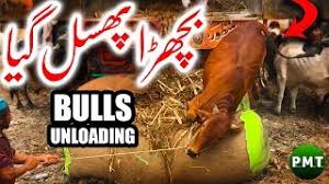 Dangerous cow qurbani in gullberg iii lahore | 2019. Anari Qasai Ko Sir Per Laat Pari Camel Qurbani Gone Wrong At Bakra Eid 2018 Eid Ul Adha 2018