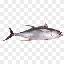 Brit Fish Dreams Tuna Squid British Sea Power Zeus Ep Hd Png Download 1200x1600 233182 Pinpng