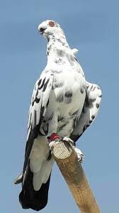 Pigeon Guzel Kuslar Hayvanlar Kus