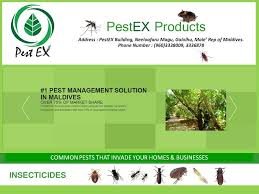 Check out what 136 people have written so far, and share your own experience. Pestex Maldives Pvt Ltd Photos Facebook
