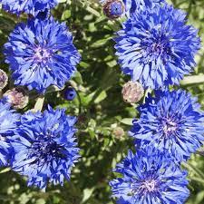 Centaurea Cyanus Dwarf Cornflower Wildflower Seed Wildflower Seeds Dried Flower Arrangements Dried Flowers