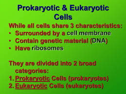 Prokaryotic Eukaryotic Cells In Your Notes Set Up A