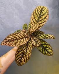 Image result for Ardisia staudtii