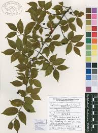 Image result for Rytigynia monantha