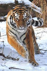 Siberian Tiger 020 High Spirits By Sikaris On Deviantart Siberian Tiger Animals Beautiful Tiger