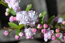 We did not find results for: Flowering Almond Eden Hills S Blog Parrot Tulips Pink Flowers Flowers