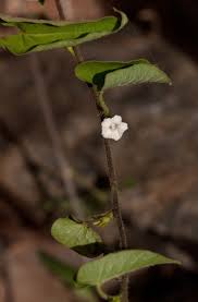 Image result for Ipomoea plebeia