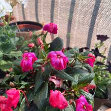 Image result for Impatiens keilii