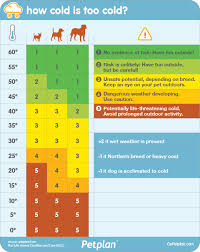 how cold is too cold for your dog use this chart from