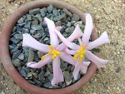 Image result for Gethyllis