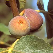 We did not find results for: Figuier Violette D Argenteuil Syn Grise De Tarascon Ficus Carica Violette D Argenteuil
