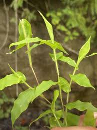 Image result for Arthraxon