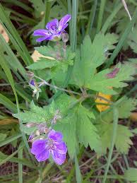 Image result for Geranium aculeolatum