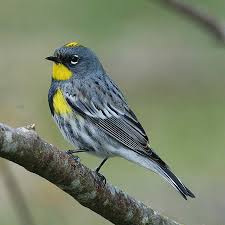 Maybe you would like to learn more about one of these? Audubon S Yellow Rumped Warbler Setophaga Coronata Auduboni Biodiversity Of The Central Coast