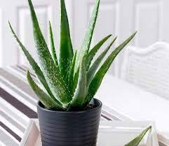 Aloe vera is one of the most popular herb found all across india and world. Creative Farmer Aloe Vera Ghrita Kumari Medicinal Live Plant Kids Garden Pack Amazon In Garden Outdoors