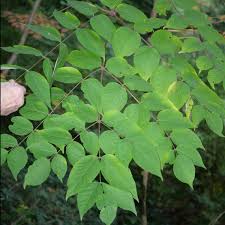 Image result for Araliaceae