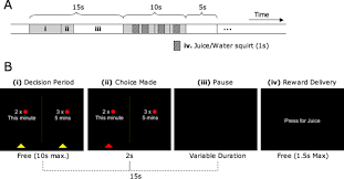 Watch four squirts in three minutes! Time Discounting For Primary Rewards Journal Of Neuroscience