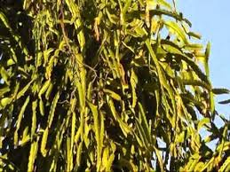 When a cactus tree dies you can see what it is made of: Gigantic Climbing Cactus Youtube