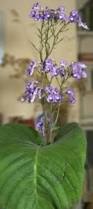 Image result for Streptocarpus