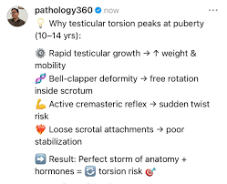 Image result for Cremasteric Reflex