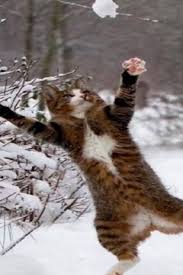 Video Funny Cats Jumping Fails Best Cats Jumping Fails Video Compilation Funny Cat Fails Cats Funny Cat Videos