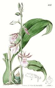 Image result for Eulophia ensata