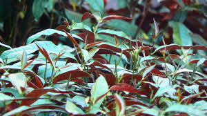 Image result for Excoecaria