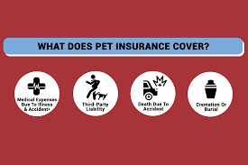 Pet insurance pays, partly or in total, for veterinary treatment of the insured person's ill or injured pet. Pet Insurance 101 Here S How It Works To Help You Protect Your Cat Or Dog In Singapore