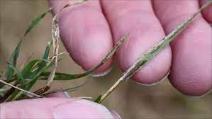 The spores can be rubbed off the grass blades with a finger. Conditions Prime For Leaf Spot In Bermuda Grass Agrilife Today