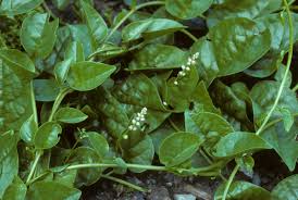 Image result for Basellaceae