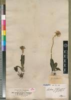 Image result for Gerbera piloselloides