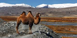Any store owner thats persisted a small section of fresh. Why Do Camels Have Humps Facts Unlimited