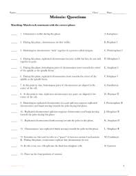 14 best images of photosynthesis worksheets with answer key these pictures of this page are about:meiosis gizmo answer key. Study Documents Essay Examples Research Papers Course Notes And Other Studyres Com Studyres