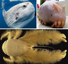 Some Pretty Weird Critters That Live In The Deep Ocean Deep Sea Creatures Ocean Creatures Sea Creatures