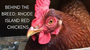 A quick overview of the rhode island red chicken! Behind The Breed Rhode Island Reds Animals Of The Pacific Northwest
