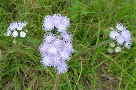 Ageratum Houstonianum
