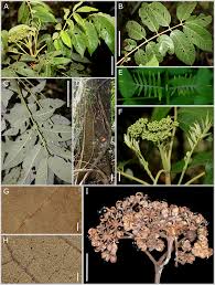 Image result for Zanthoxylum holtzianum