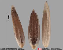Image result for Agrostis continuata