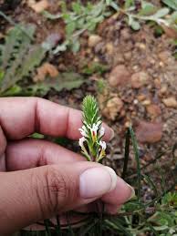 Image result for Hebenstretia dentata