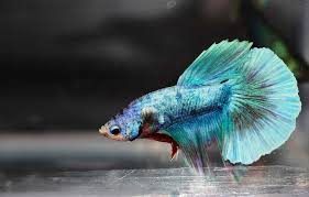 One of my favorite pets is the betta fish. How To Treat Api Fungus Care Guide And Cure Overview